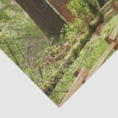 Muir Woods Path I Naturefotografie Seidenpapier (Detail)