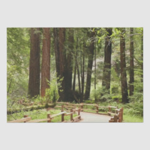 Muir Woods Path I Naturefotografie Seidenpapier