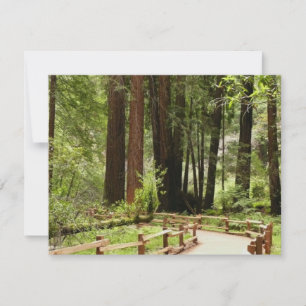 Muir Woods Path I Naturfotografie