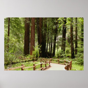 Muir Woods Path I Naturfotografie Poster