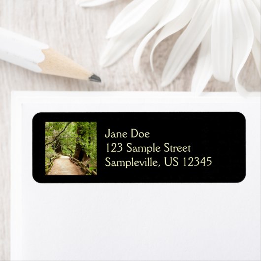 Muir Woods Path II Naturfotografie (Insitu)