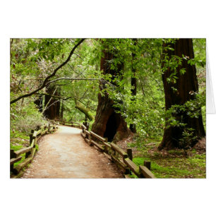 Muir Woods Path II Naturfotografie
