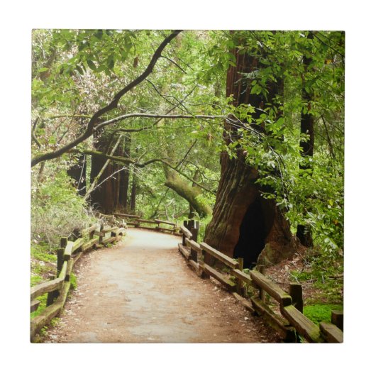 Muir Woods Path II Naturfotografie Fliese (Vorderseite)