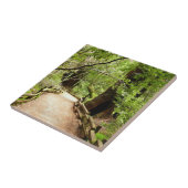 Muir Woods Path II Naturfotografie Fliese (Seite)