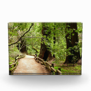 Muir Woods Path II Naturfotografie Fotoblock