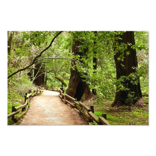 Muir Woods Path II Naturfotografie Fotodruck (Vorne)