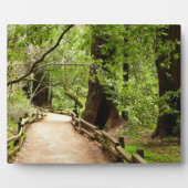 Muir Woods Path II Naturfotografie Fotoplatte (Vorderseite)