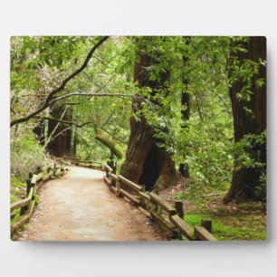 Muir Woods Path II Naturfotografie Fotoplatte