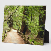 Muir Woods Path II Naturfotografie Fotoplatte (Seite)