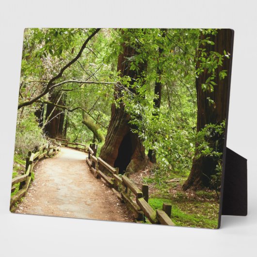 Muir Woods Path II Naturfotografie Fotoplatte (Seite)