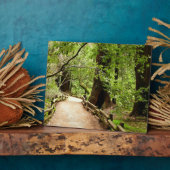 Muir Woods Path II Naturfotografie Fotoplatte (Seite)