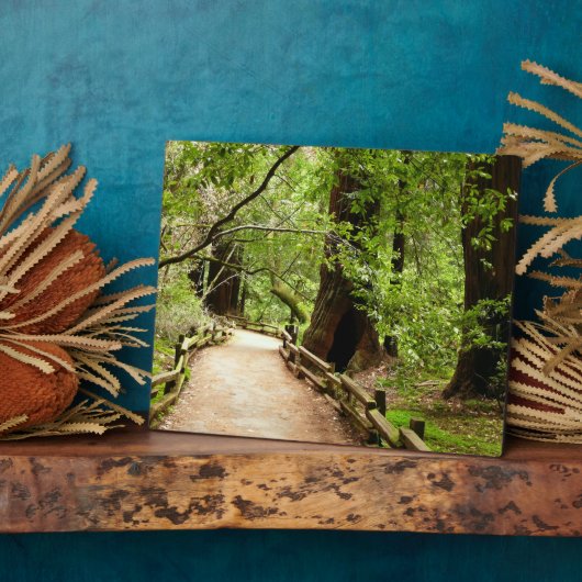 Muir Woods Path II Naturfotografie Fotoplatte (Seite)