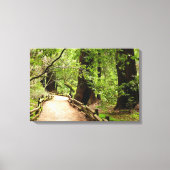 Muir Woods Path II Naturfotografie Leinwanddruck (Vorderseite)