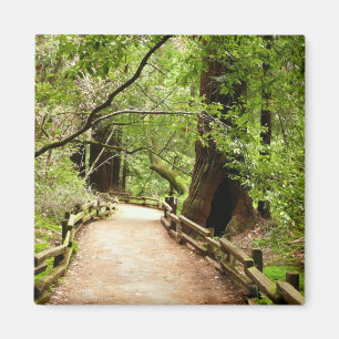 Muir Woods Path II Naturfotografie Magnet