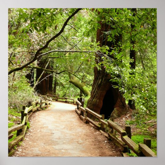 Muir Woods Path II Naturfotografie Poster (Vorne)