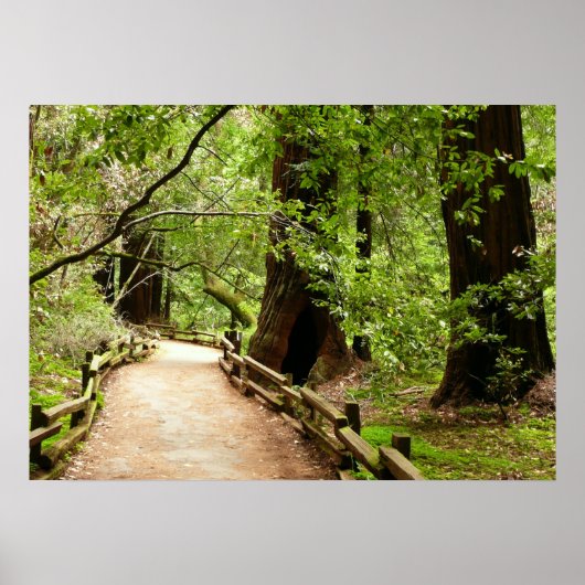 Muir Woods Path II Naturfotografie Poster (Vorne)