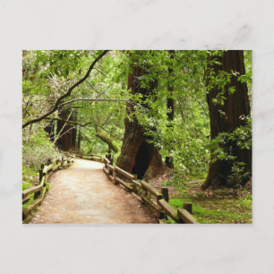 Muir Woods Path II Naturfotografie Postkarte