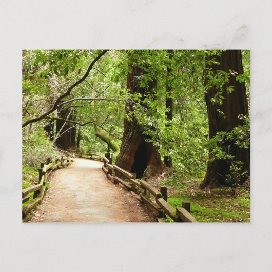 Muir Woods Path II Naturfotografie Postkarte (Vorderseite)