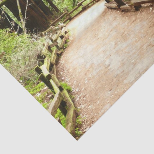 Muir Woods Path II Naturfotografie Seidenpapier (Detail)