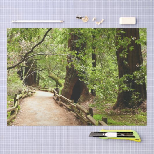 Muir Woods Path II Naturfotografie Seidenpapier (Handwerk)