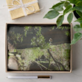 Muir Woods Path II Naturfotografie Seidenpapier (Geschenk)