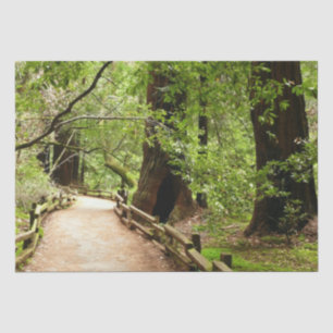 Muir Woods Path II Naturfotografie Seidenpapier