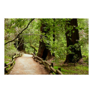 Muir Woods Pfad II Naturfotografie Poster