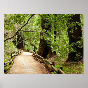 Muir Woods Pfad II Naturfotografie Poster