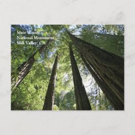 Muir Woods Post Card Postkarte