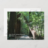 Muir Woods Post Card Postkarte (Vorne/Hinten)