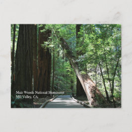 Muir Woods Post Card Postkarte