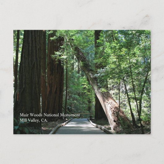 Muir Woods Post Card Postkarte (Vorderseite)