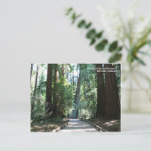 Muir Woods Post Card Postkarte (Stehend Vorderseite)