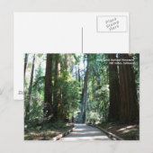 Muir Woods Post Card Postkarte (Vorne/Hinten)