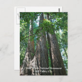 Muir Woods Post Card Postkarte (Vorne/Hinten)
