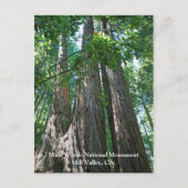 Muir Woods Post Card Postkarte (Vorderseite)