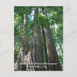 Muir Woods Post Card Postkarte