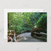 Muir Woods Post Card Postkarte (Vorne/Hinten)
