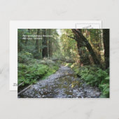 Muir Woods Post Card Postkarte (Vorne/Hinten)