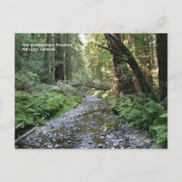 Muir Woods Post Card Postkarte