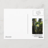 Muir Woods Post Card Postkarte (Rückseite)