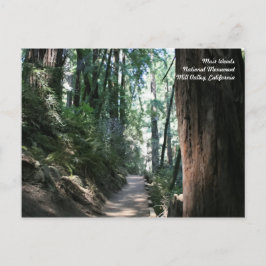 Muir Woods Post Card Postkarte