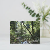 Muir Woods, Postcard Postkarte (Stehend Vorderseite)