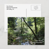 Muir Woods, Postcard Postkarte (Vorne/Hinten)