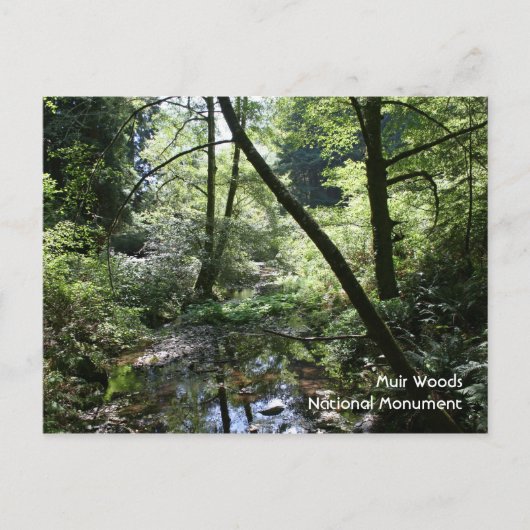 Muir Woods, Postcard Postkarte (Vorderseite)
