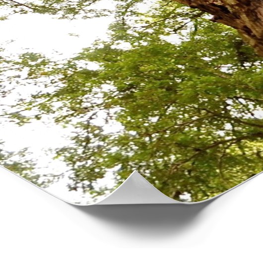 Muir Woods Poster (Ecke)