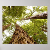 Muir Woods Poster (Vorne)