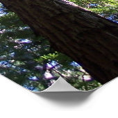 Muir Woods Poster (Ecke)