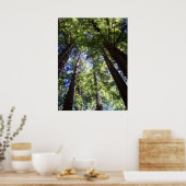 Muir Woods Poster (Küche)