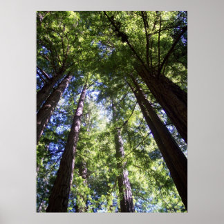 Muir Woods Poster